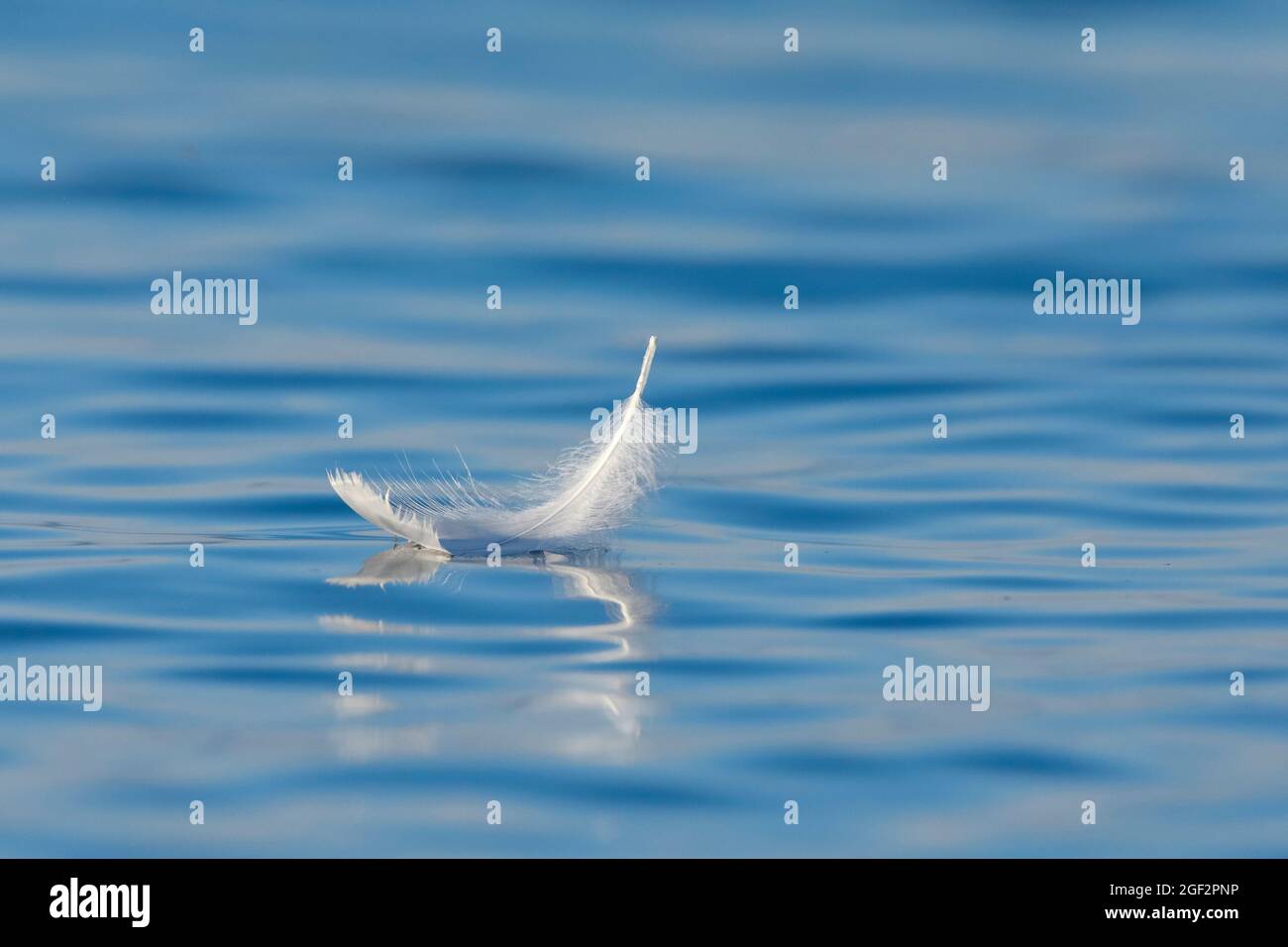 Mute cisne (Cygnus olor), nadando la pluma de cisne en el agua azul, Suiza, Thurgau Foto de stock