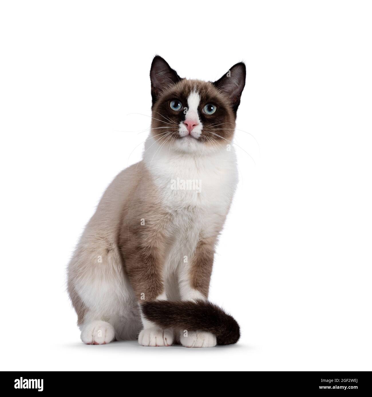 Adorable joven gato gato de raquetas de nieve, sentado en la vista frontal.  Cola alrededor de las patas. Mirando hacia la cámara con los típicos ojos  azules. Aislado en una ba blanca