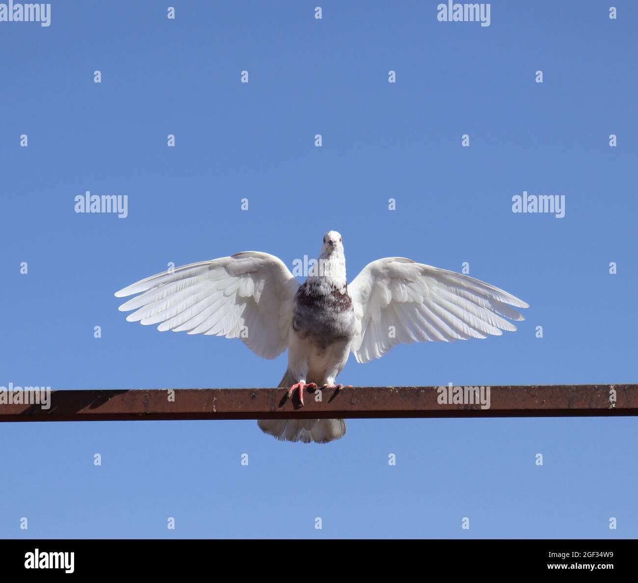 Una paloma vuela en el balcón de una casa protegida por una malla protectora,  centrada en la malla Fotografía de stock - Alamy