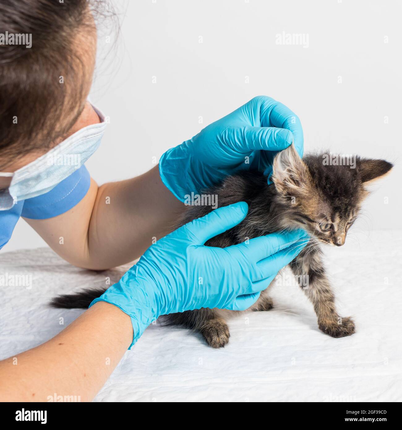 El veterinario examina el oído del gatito. Parásitos del oído, otitis, enfermedades en animales y gatos. Foto de stock