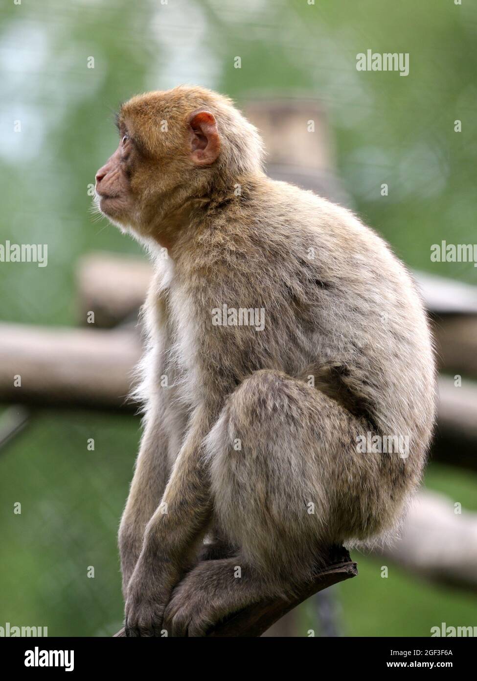Mono en un mono en un registro Foto de stock
