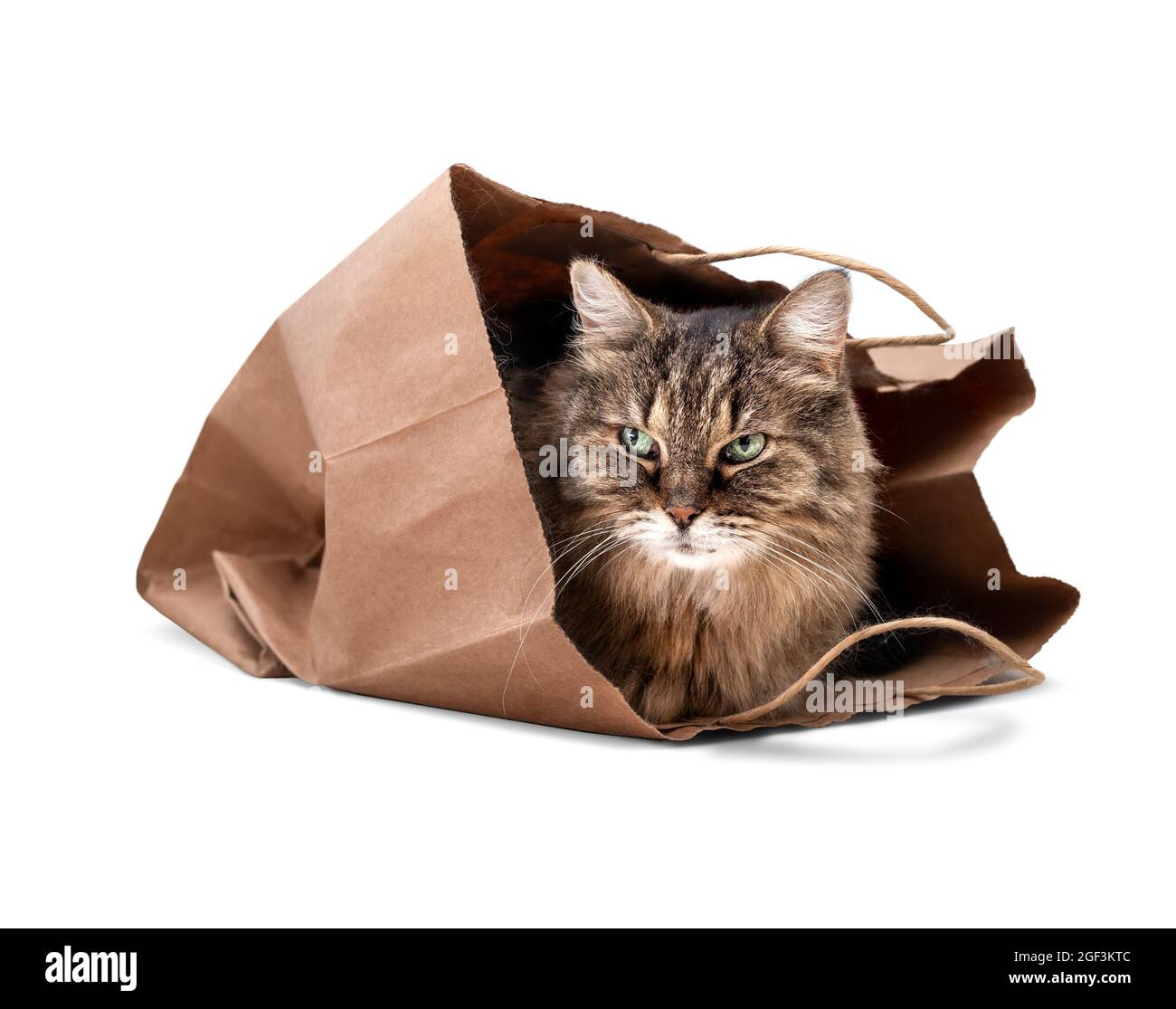 Gato mayor sentado dentro de la bolsa. Tímido gato de 15 años de edad está mirando fuera de una bolsa grande de papel marrón después de dormir en ella. Pelo largo tabby gato con gr Foto de stock
