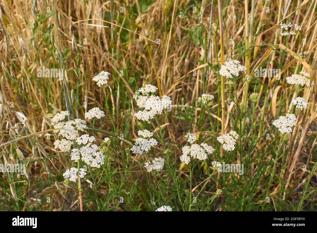 Inflorescencia blanca de la planta de millefolium de Achillea Foto de stock
