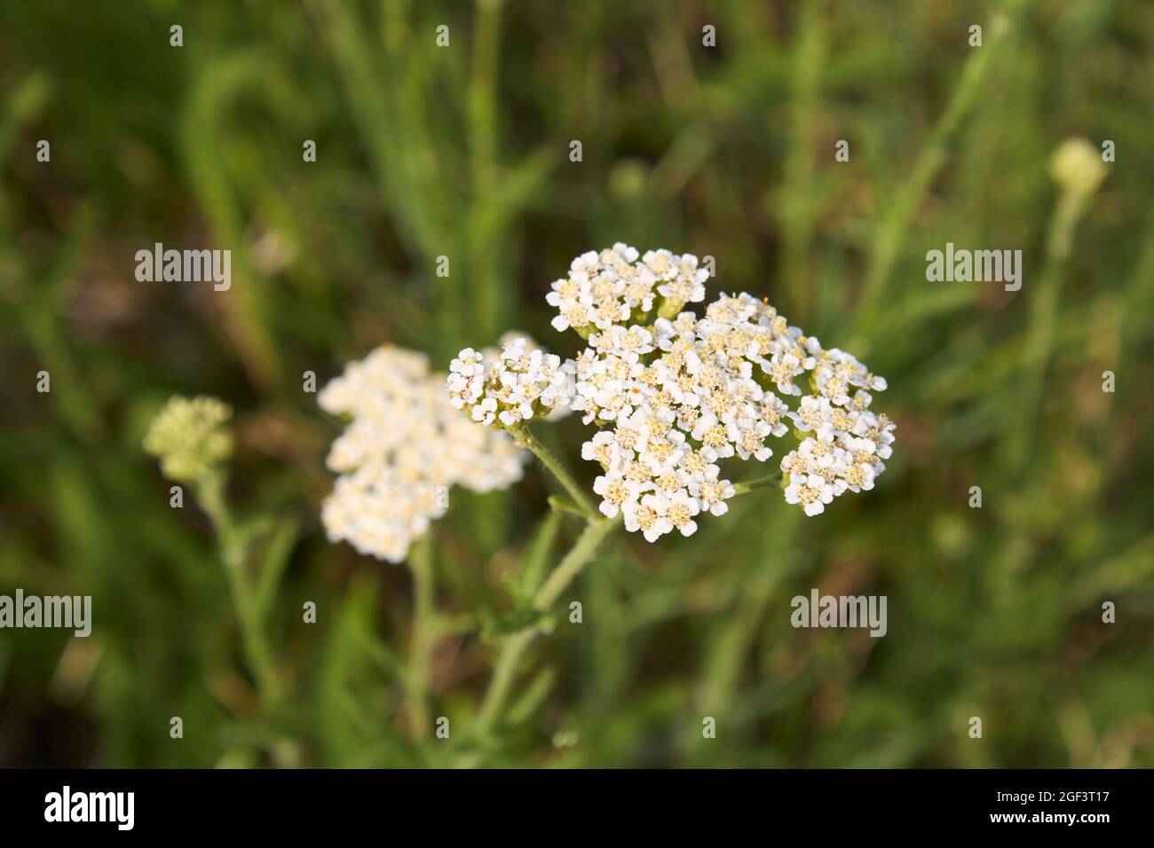 Inflorescencia blanca de la planta de millefolium de Achillea Foto de stock