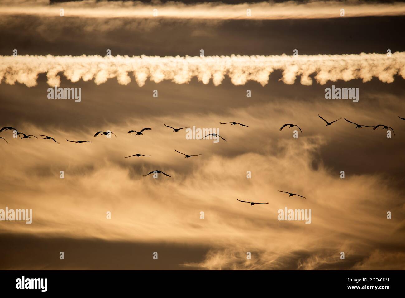 Rebaño de grúas comunes que vuelan sobre Hortobagy, Hungría Foto de stock