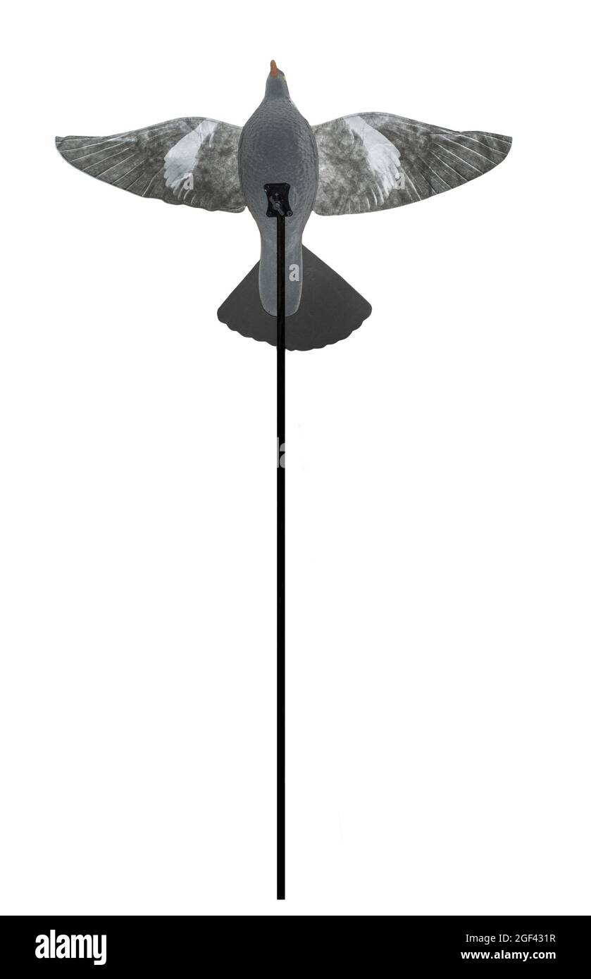 Señuelo de paloma con alas abiertas sobre el poste. Equipo de caza de palomas. Aislado sobre blanco. Foto de stock