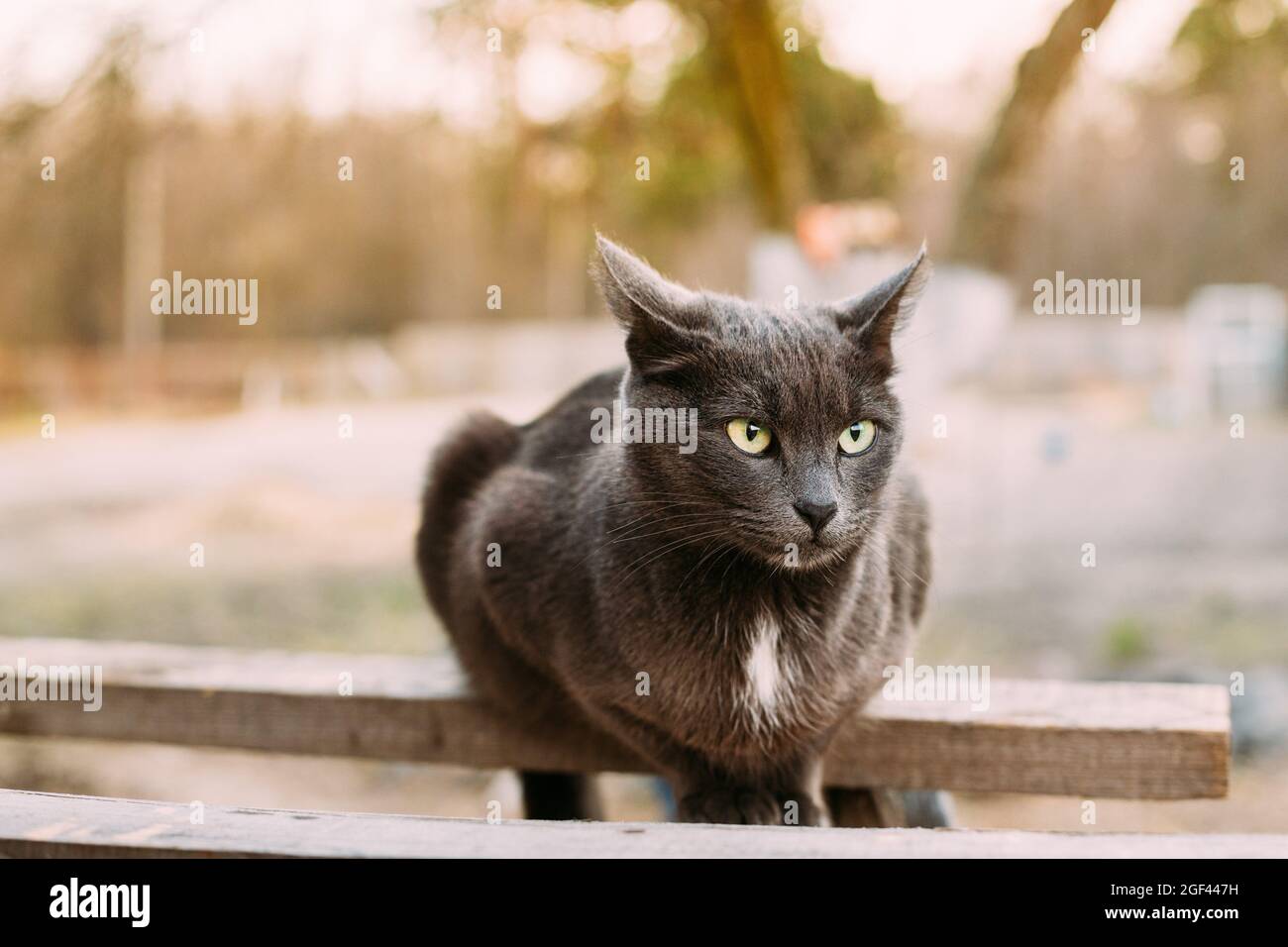 Tablero Del Rasguño Del Gato Gris Tablero Del Rasguño Del Gato Gris