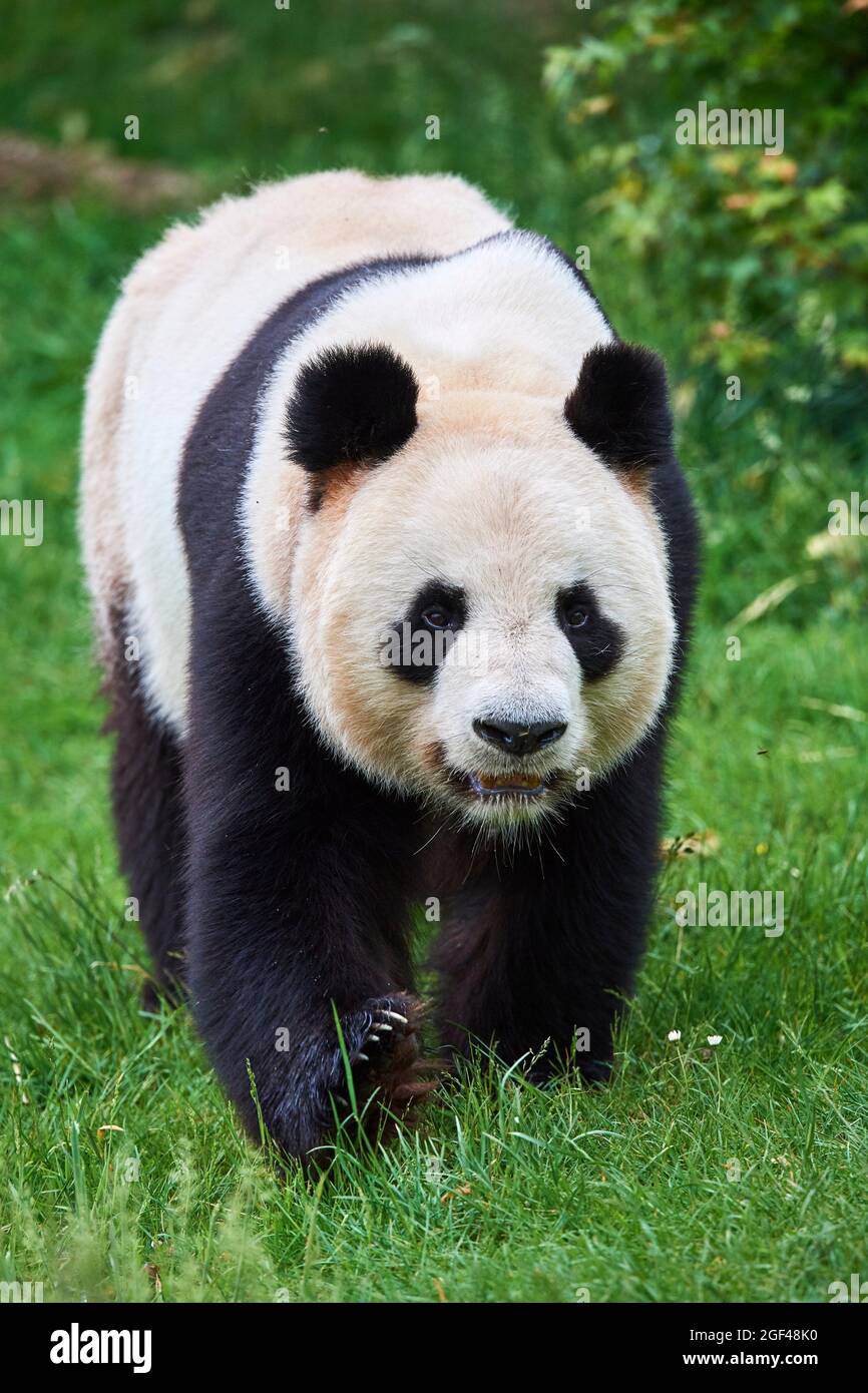 Retrato masculino de panda gigante (Ailuropoda melanoleuca) cautivo, Zoopark Beauval, Francia. Foto de stock