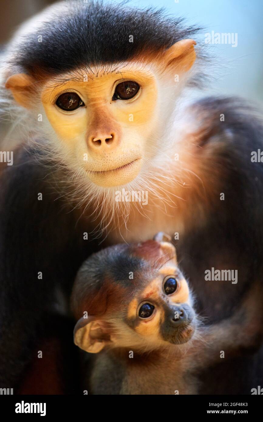 Douc Langur mono hembra con el bebé (Pygathrix nemaeus) cautivo. En peligro crítico en la Lista Roja de la UICN. Zoopark Beauval, Francia. Foto de stock
