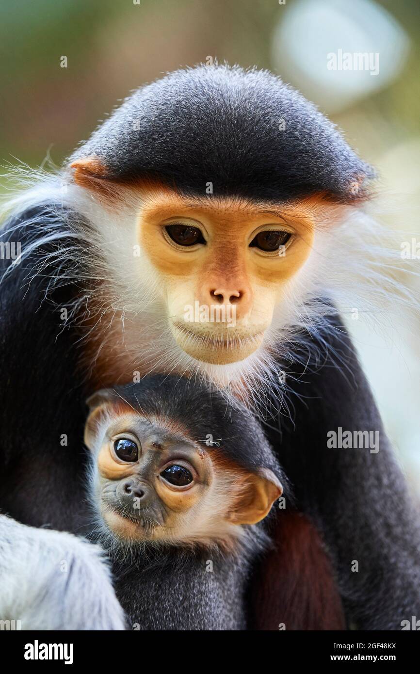 Douc Langur mono hembra con el bebé (Pygathrix nemaeus) cautivo. En peligro crítico en la Lista Roja de la UICN. Zoopark Beauval, Francia. Foto de stock