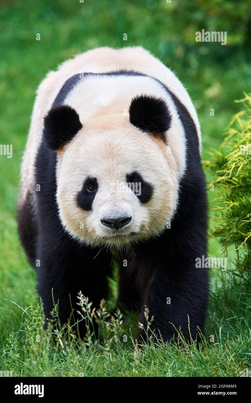 Retrato masculino de panda gigante (Ailuropoda melanoleuca) cautivo, Zoopark Beauval, Francia. Foto de stock