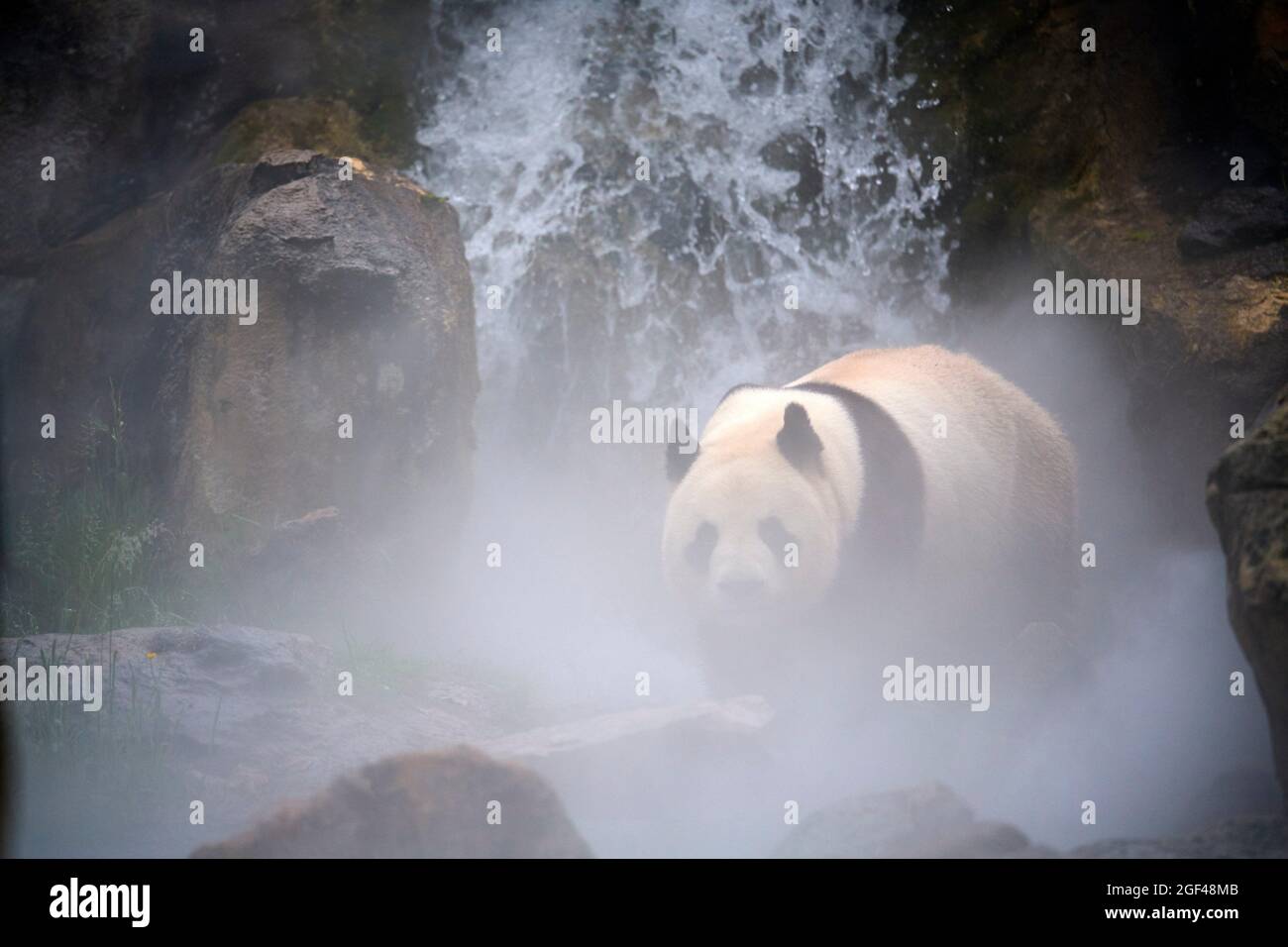 Panda gigante (Ailuropoda melanoleuca) macho en su recinto en niebla, cautivo en el zoológico de Beauval, Saint Aignan sur Cher, Francia. Se crea la niebla Foto de stock