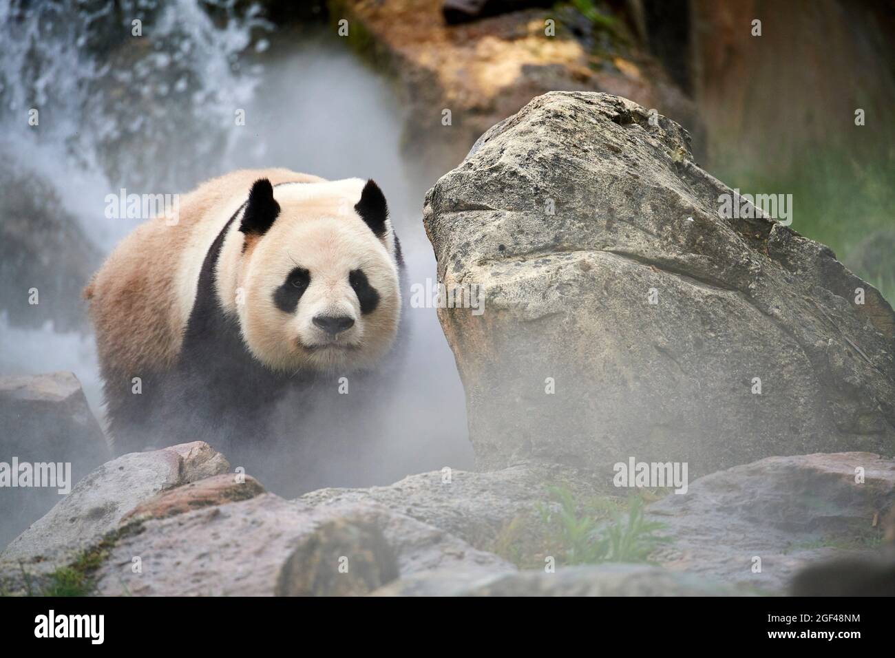 Panda gigante (Ailuropoda melanoleuca) macho en su recinto en niebla, cautivo en el zoológico de Beauval, Saint Aignan sur Cher, Francia. Se crea la niebla Foto de stock
