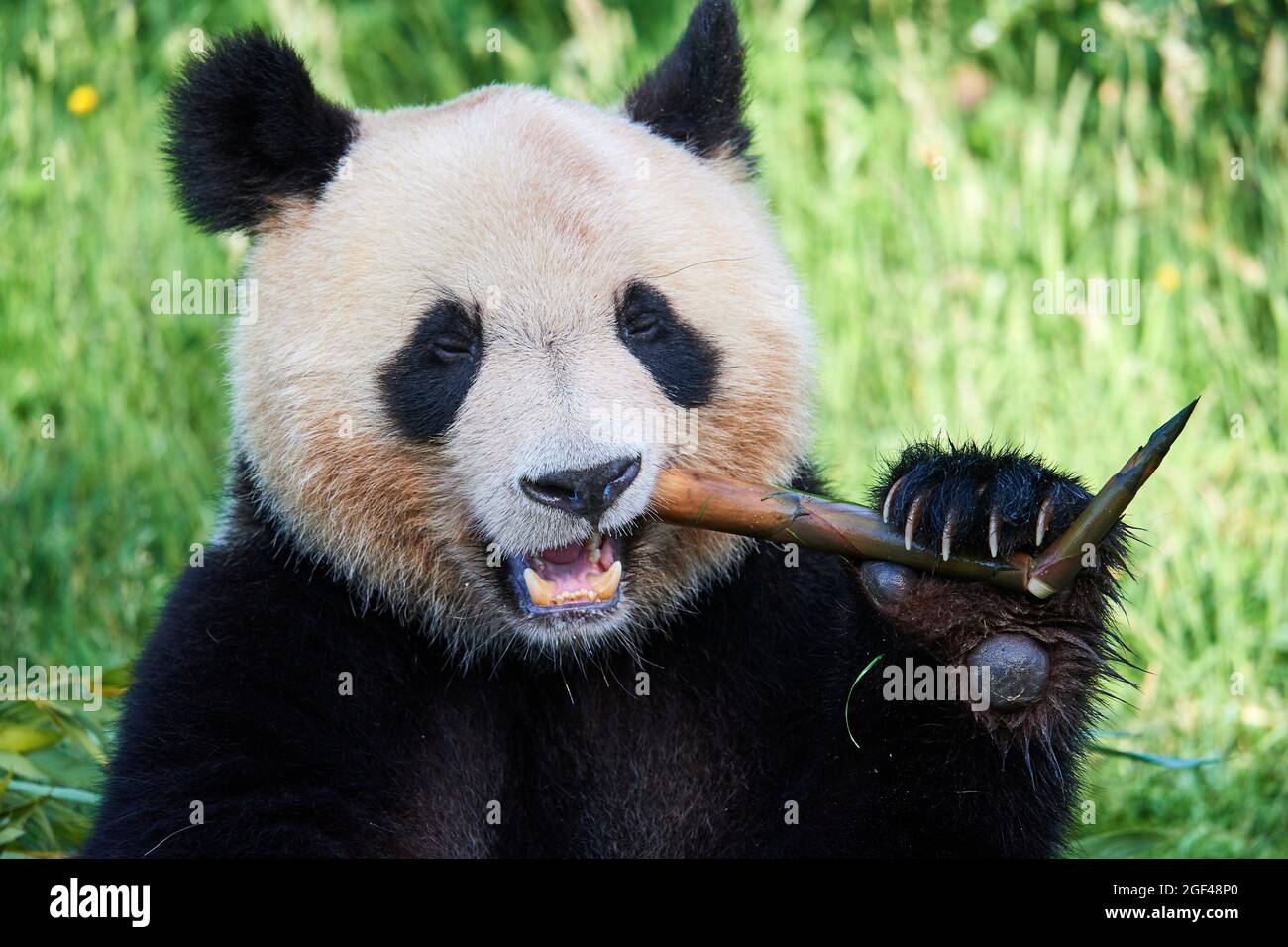 Panda gigante macho comiendo bambú (Ailuropoda melanoleuca) cautivo, Zoopark Beauval, Francia. Foto de stock