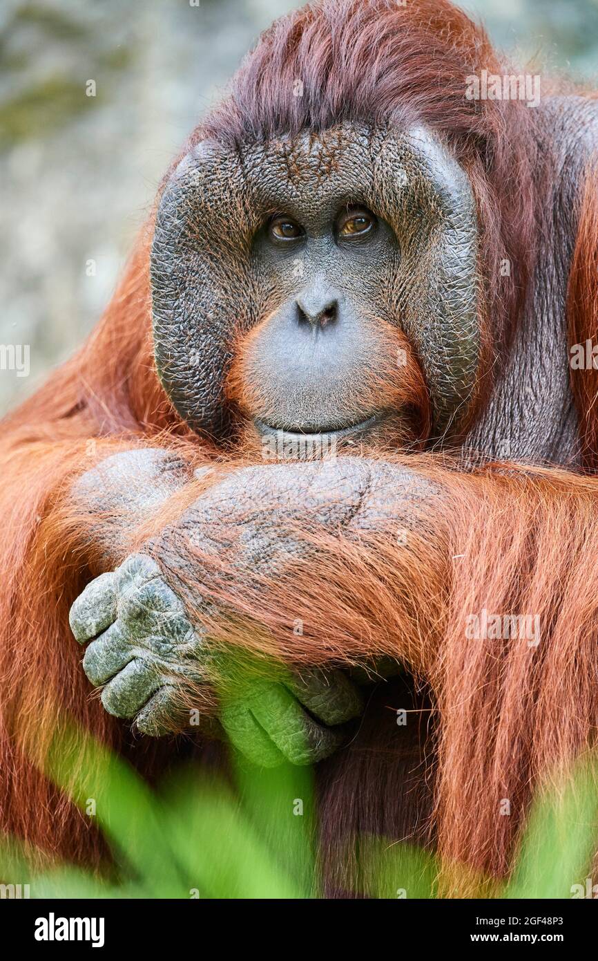 Retrato orang-utano masculino (Pongo pygmaeus). Nativo de Borneo. Cautivo, Zoopark Beauval, Francia. En peligro crítico en la Lista Roja de la UICN. Foto de stock