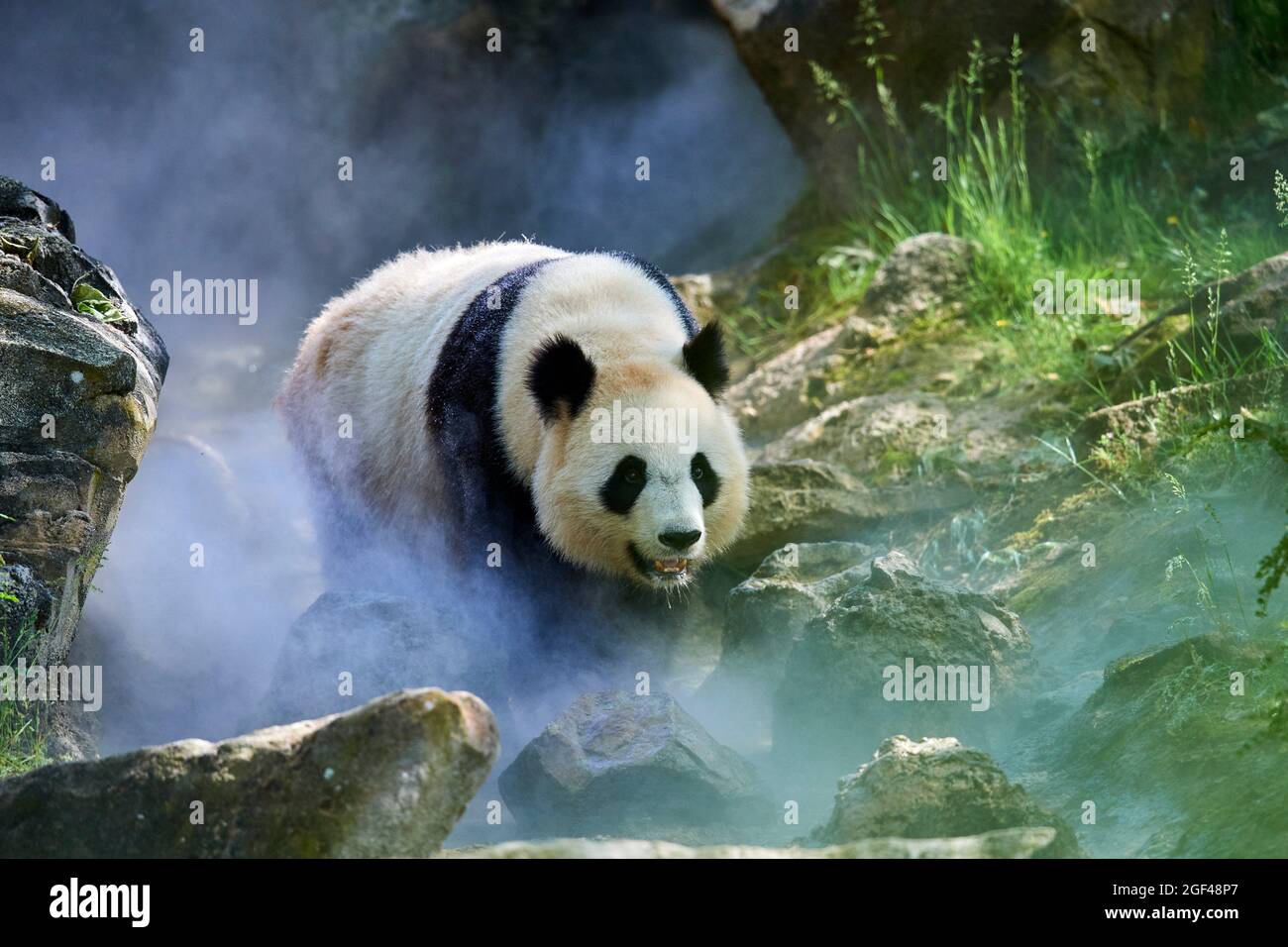 Panda gigante (Ailuropoda melanoleuca) hembra Huan Huan en su recinto en niebla, cautivo en el zoológico de Beauval, Saint Aignan sur Cher, Francia. La niebla Foto de stock