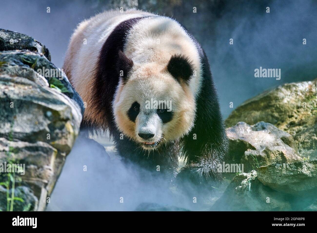 Panda gigante (Ailuropoda melanoleuca) hembra Huan Huan en su recinto en niebla, cautivo en el zoológico de Beauval, Saint Aignan sur Cher, Francia. La niebla Foto de stock