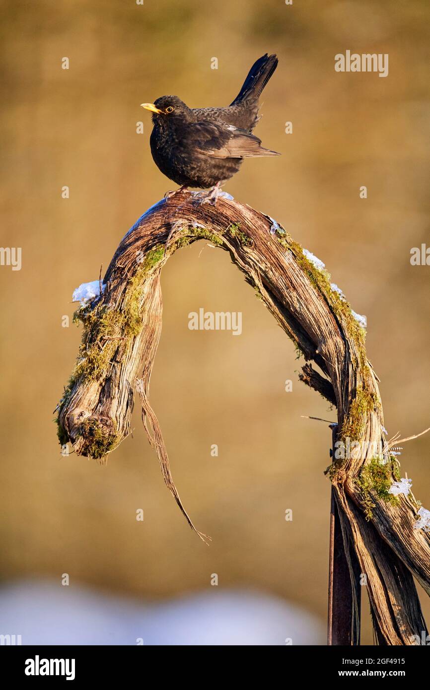 Blackbird (Turdus merula) macho encaramado en rama. Mosela, Francia. Foto de stock