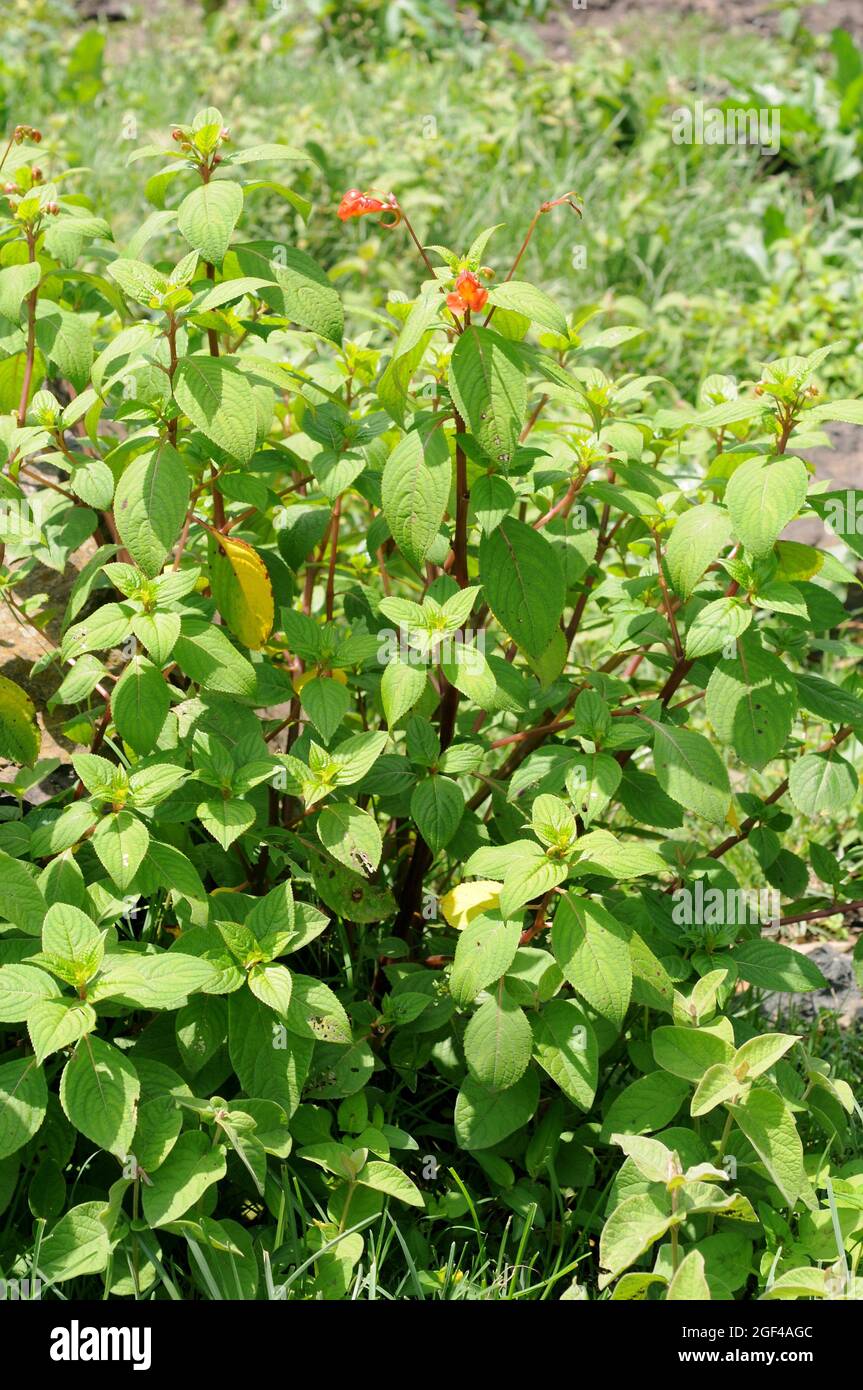 Touch-Me-Not (Impatiens fischeri) es una planta perenne nativa del este de África. Esta foto fue tomada en Bale, Etiopía. Foto de stock