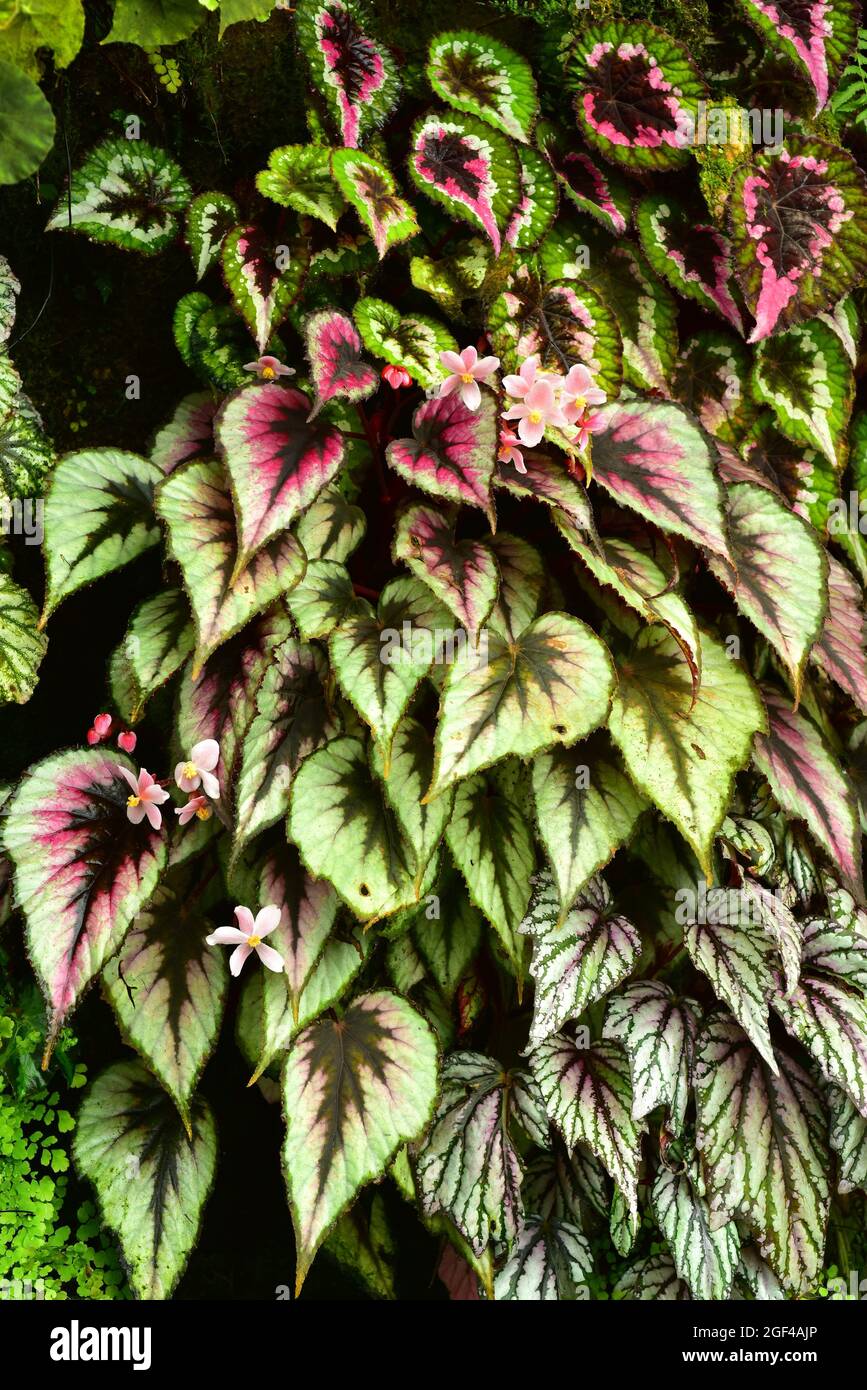 Begonia rex es una planta ornamental perenne nativa de Asia tropical. Foto de stock