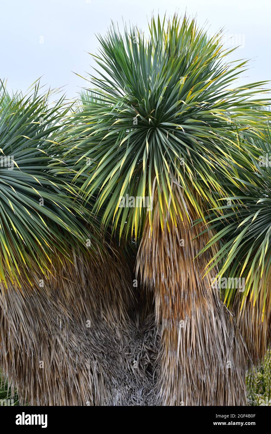 La yuca con pico (Yucca rostrata) es una planta arborescente nativa de los desiertos del sur de Estados Unidos y el norte de México. Foto de stock