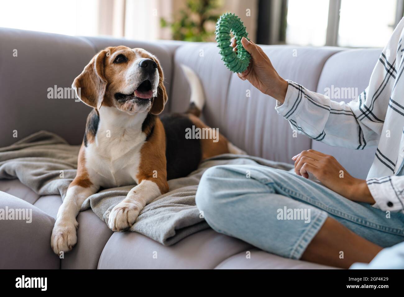 plano una mujer africana en ropa con perrito beagle en sentado en un sofá, jugando Fotografía de stock - Alamy