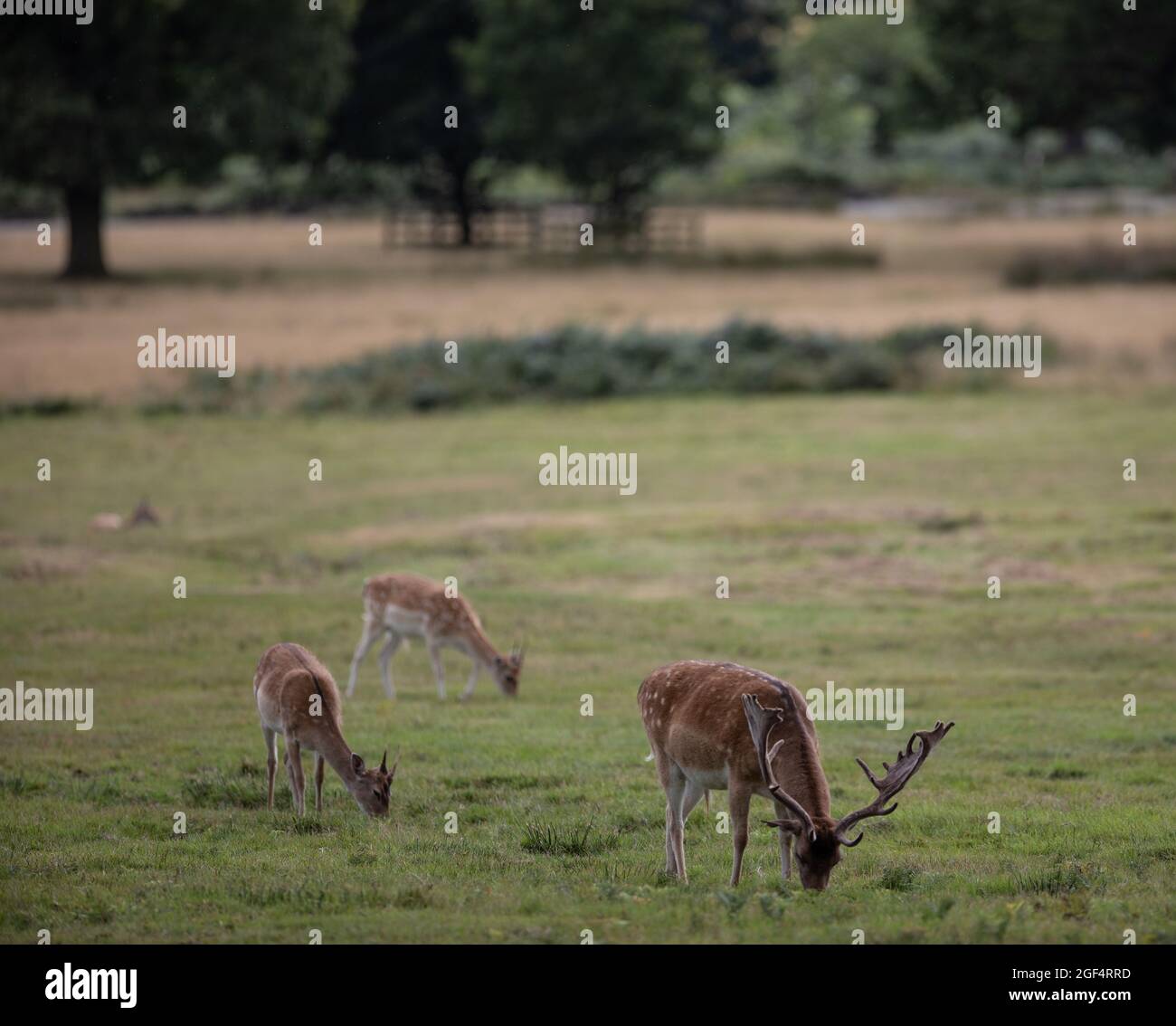 Bradgage Park, Leicestershire, Reino Unido. Los ciervos están representados en su hábitat natural. Foto de stock