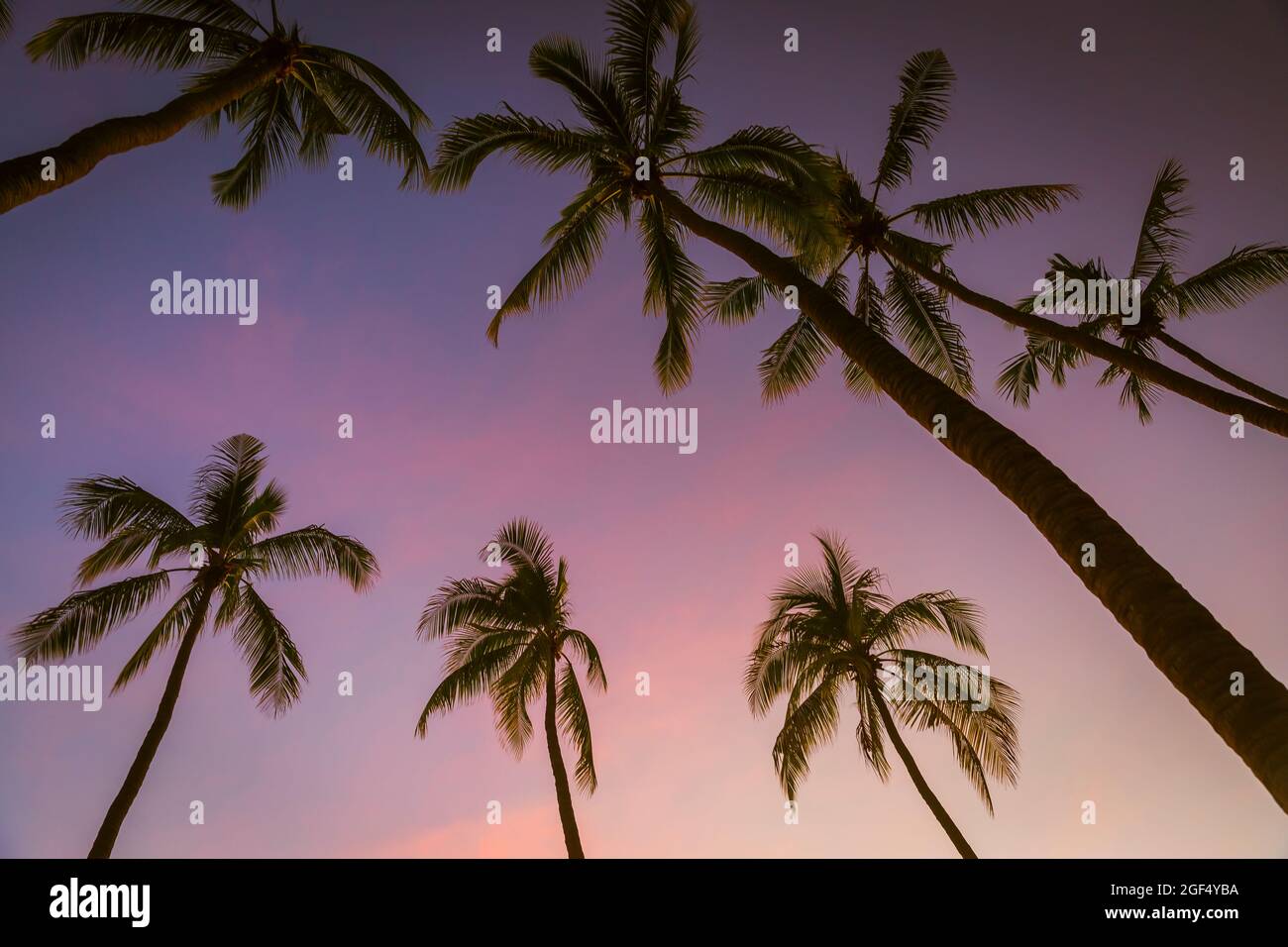 Siluetas de palmeras que se levantan contra el cielo púrpura al atardecer Foto de stock