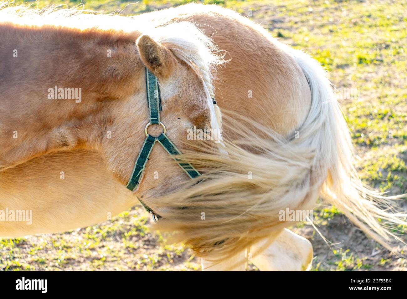 El retrato de un caballo haflinger con una cola al lado a un caballo de pie Foto de stock