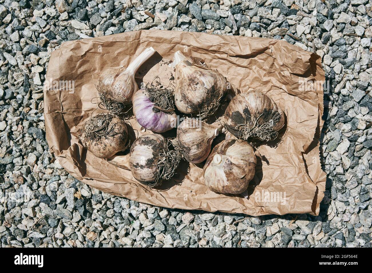 Mire hacia abajo en un grupo de bulbos de ajo recién cosechados en una bolsa de papel marrón Foto de stock