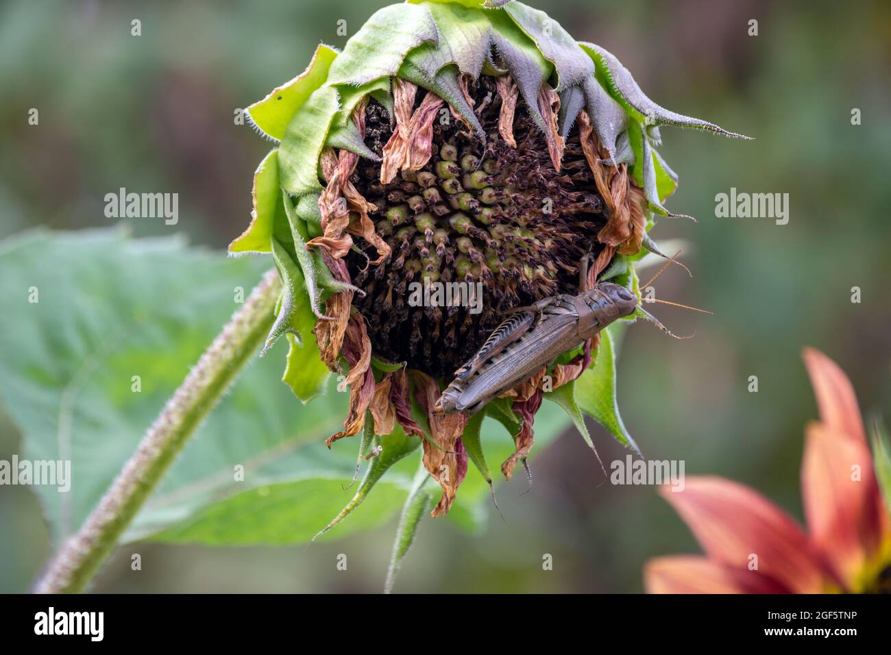 El calor seco del verano ha tomado su peaje en esta flor pequeña del girasol pero el saltamontes grande está feliz de masticar en los restos. Efecto bokeh. Foto de stock