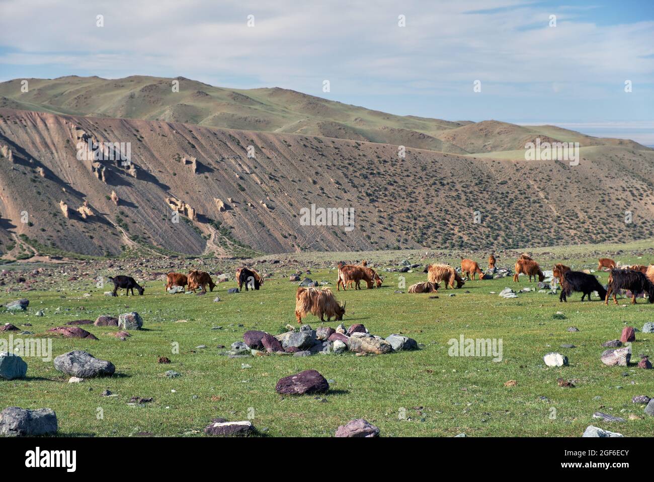 Las cabras pastan en pastos de estepa de montaña en el límite natural de las montañas Tsagduult, Mongolia occidental Foto de stock