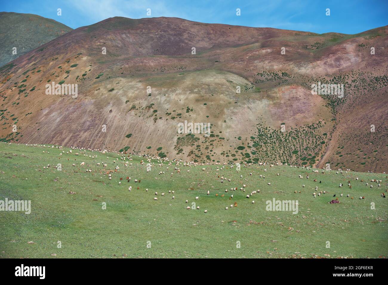 Cabras y ovejas pastan en pastos de estepa de montaña en el límite natural de las montañas Tsagduult, Mongolia occidental Foto de stock