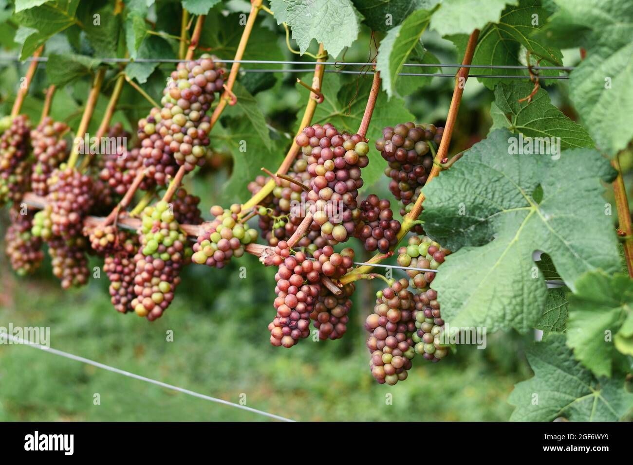 Las uvas que se vuelven de color verde a rosa cuando se vuelven maduras a finales del verano Foto de stock