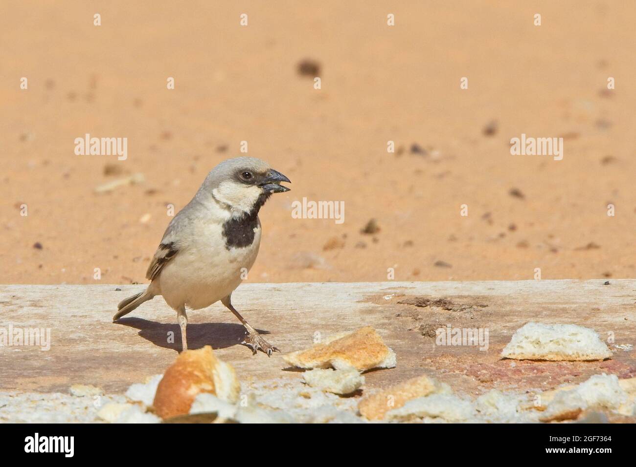Desierto Sparrow (Passer simplex), macho, Merzouga, Marruecos. Foto de stock