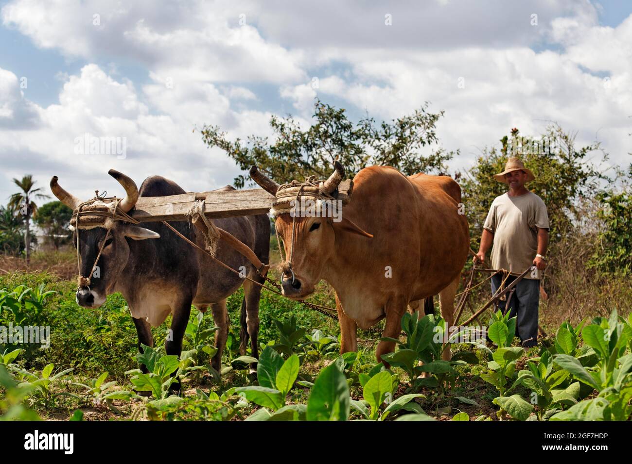 Agricultor, cubano, arando el campo de tabaco con dos bueyes y témbulos, provincia de Las Tunas, Caribe, Cuba Foto de stock