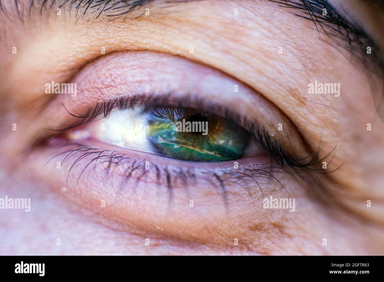 Naturaleza en el ojo: Un pez salmonete en el ojo de una mujer con heterocromia central. Imagen de doble exposición. Foto de stock