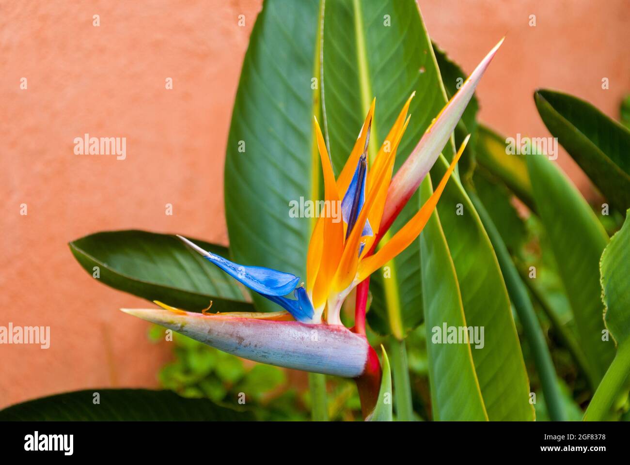 Pájaro del Paraíso Flor o Strelitzia, flor iluminada con luz del sol  Fotografía de stock - Alamy