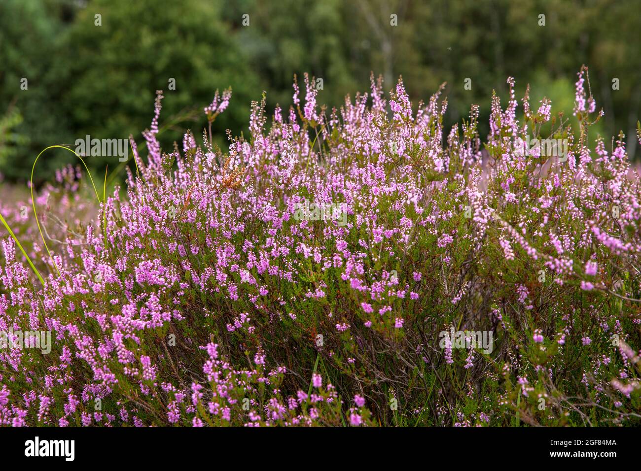 Flor de brezo común (Calluna vulgaris) en el Wahner Heath cerca de la colina de Telegraphen, Troisdorf, Renania del Norte-Westfalia, Alemania. Bluehende Besenhei Foto de stock