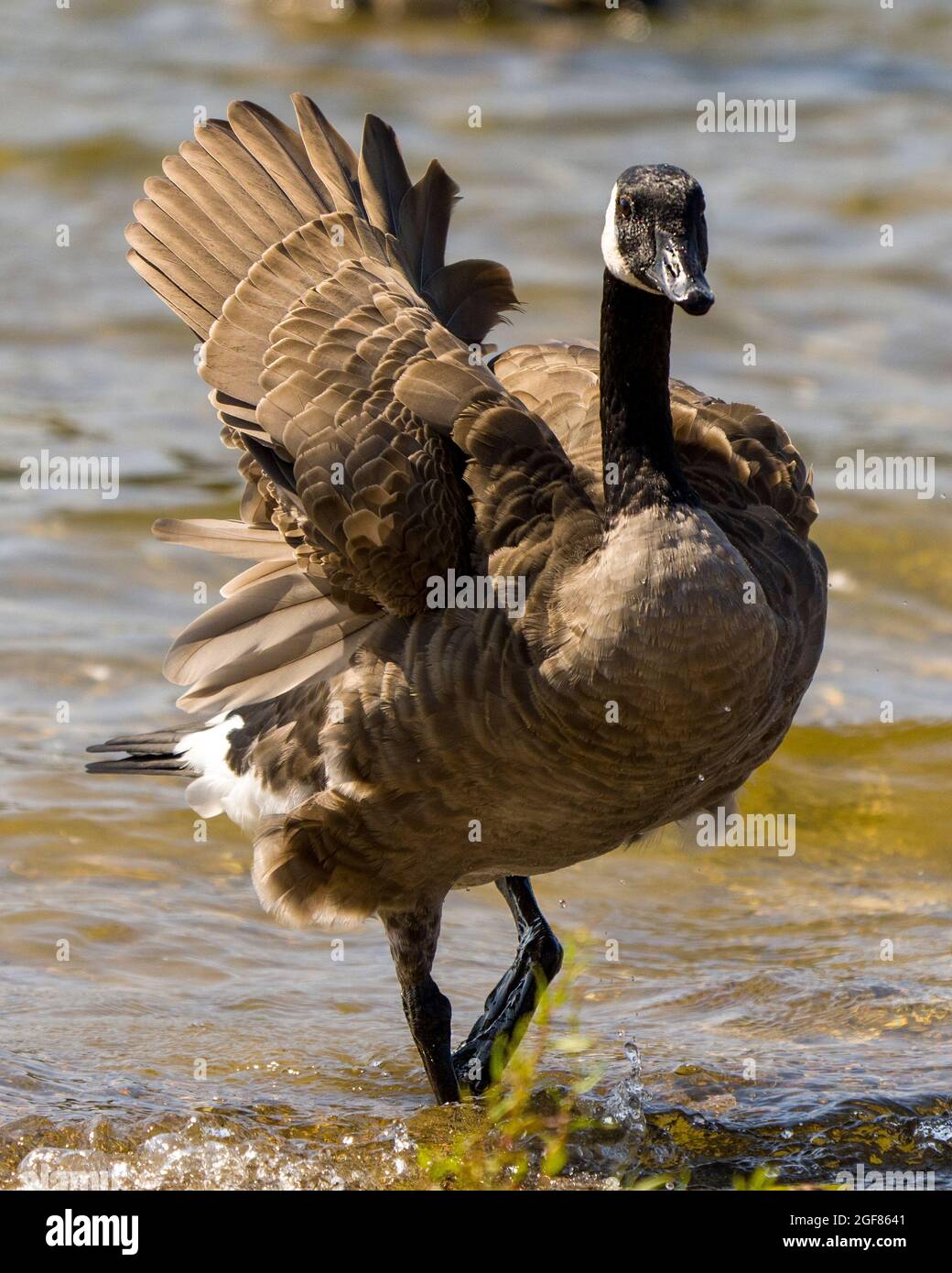 Canadá Geese caminando en el agua mostrando suaves alas de plumaje de plumas marrones en su entorno y hábitat circundante. Canadiense Geese foto. Foto de stock