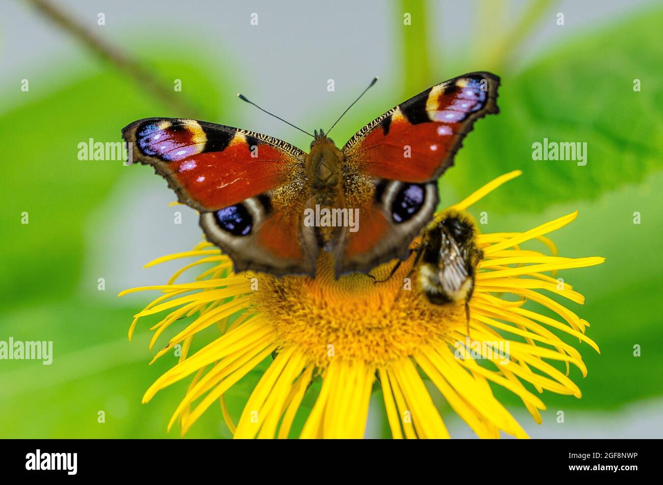 Aglais io, el pavo real europeo, más comúnmente conocido simplemente como la mariposa de pavo real, es una mariposa colorida, que se encuentra en Europa y en Asia templada Foto de stock