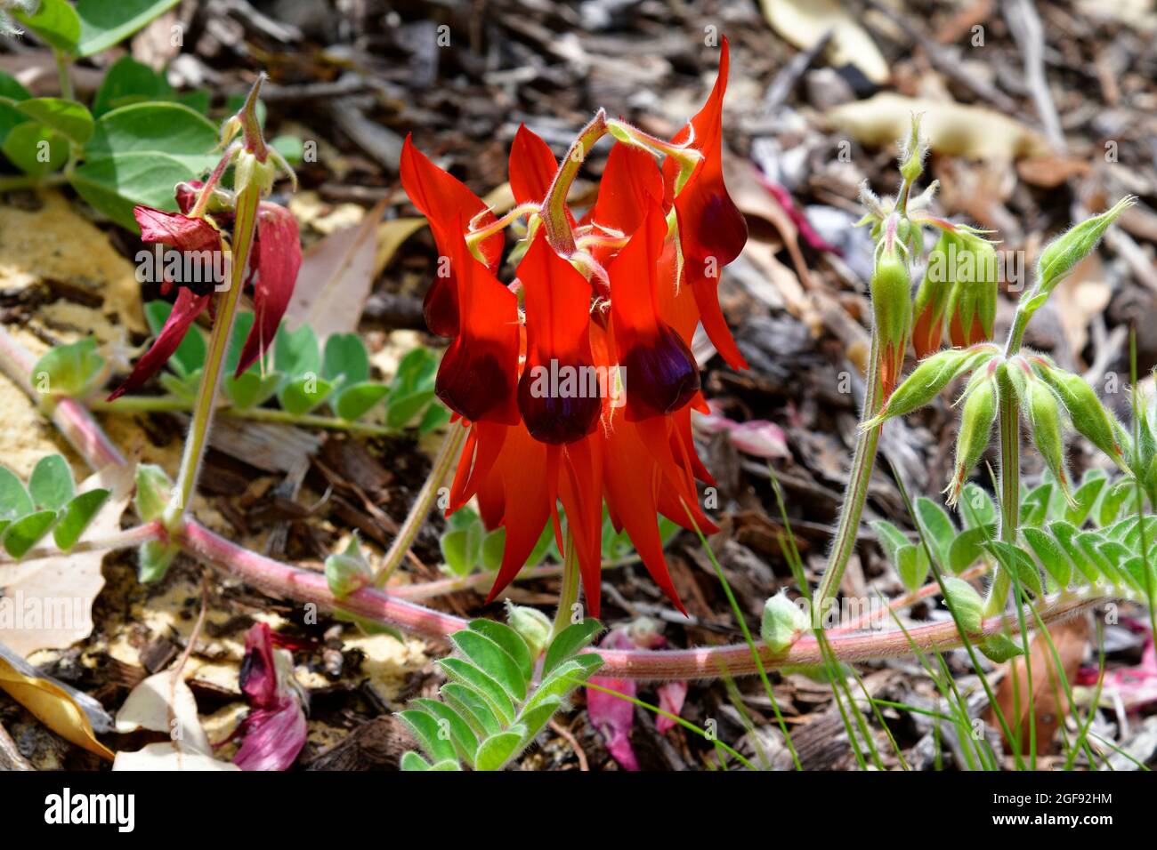 Australia, sturt's desert pea la flor nacional de Australia del Sur Foto de stock