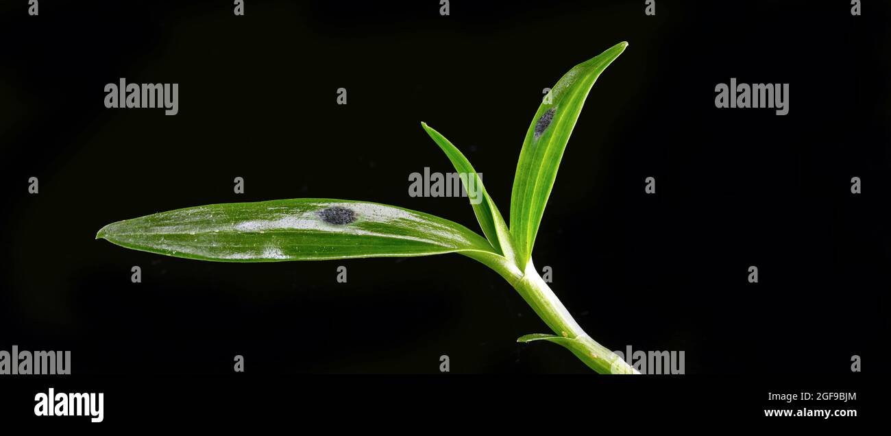 hojas de orquídeas enfermas con manchas fúngicas, planta enferma