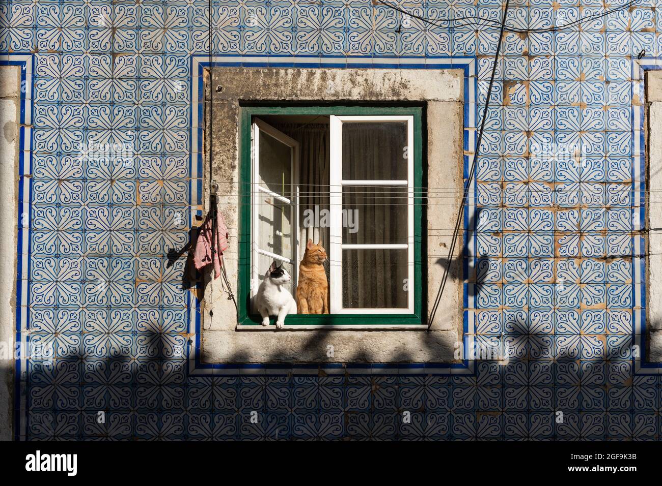 Dos gatos en una ventana en el tradicional barrio de Bica, en Lisboa, Portugal. Foto de stock