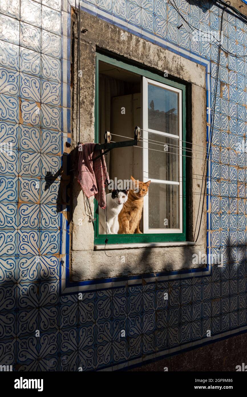 Dos gatos en una ventana en el tradicional barrio de Bica, en Lisboa, Portugal. Foto de stock