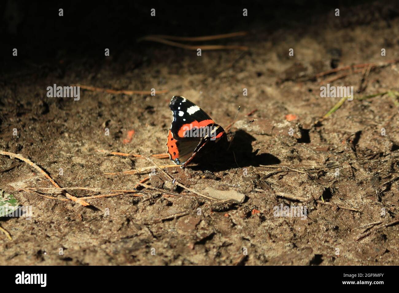 Vanessa atalanta, Almirante Negro, Almirante Rojo del Hemisferio Norte, Almirante Rojo. Una mariposa negra y naranja con alas extendidas se sienta en el suelo arenoso Foto de stock