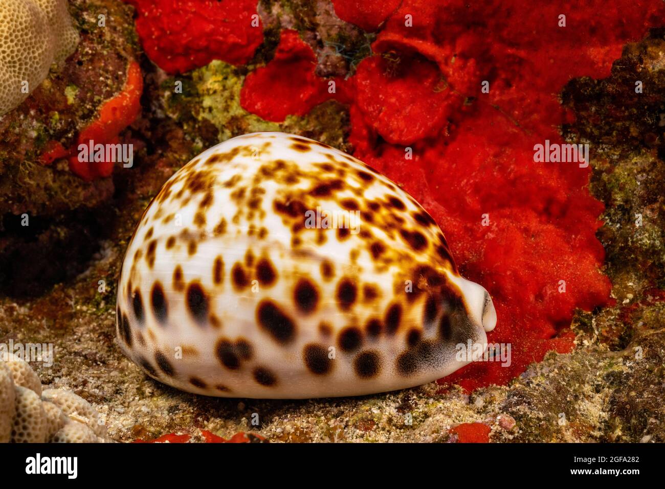 El tigre cowry, Cypraea tigris, es una de las mayores y más comunes cowries en Hawai. Foto de stock