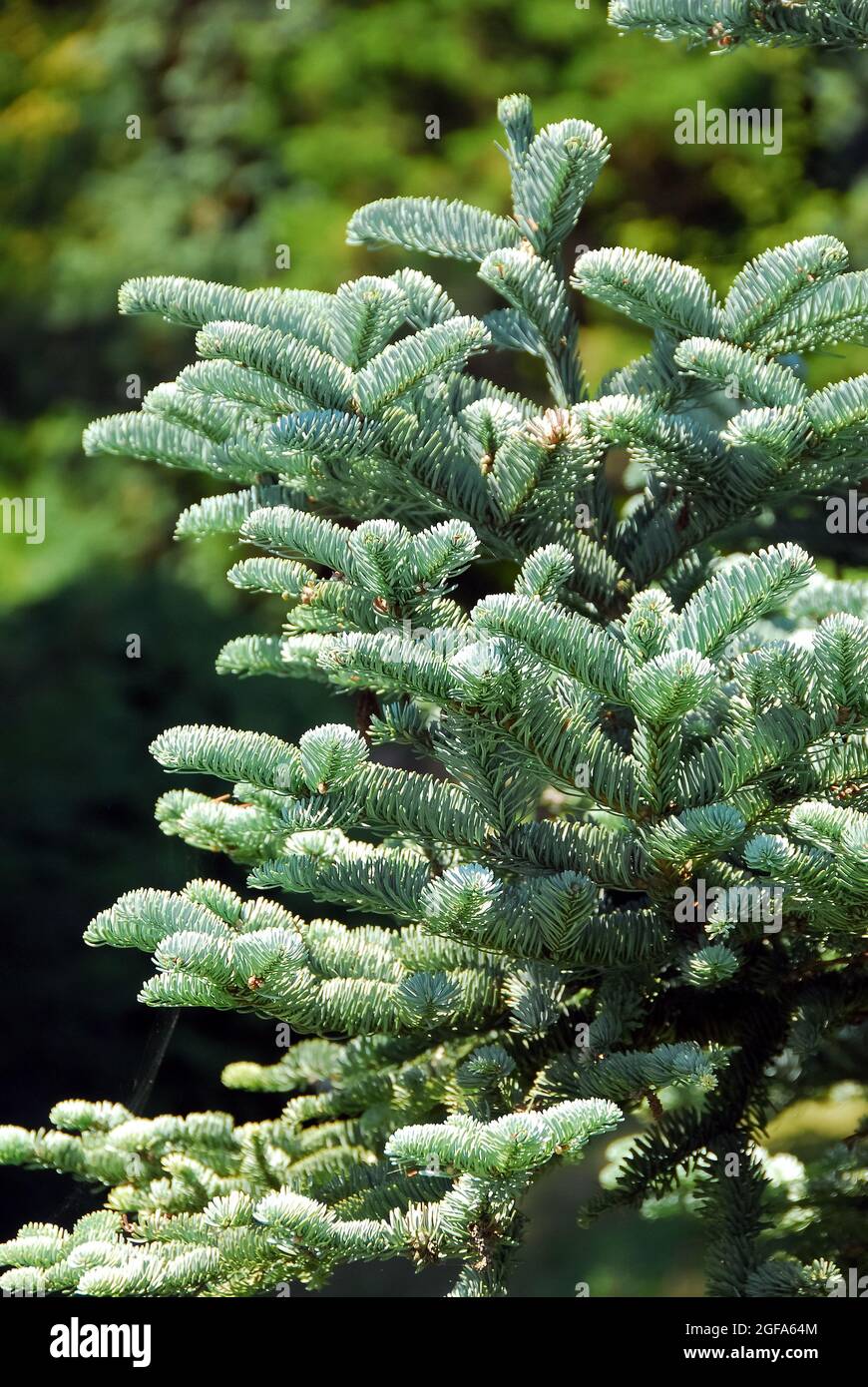 Felsengebirgs tanne fotografías e imágenes de alta resolución Alamy