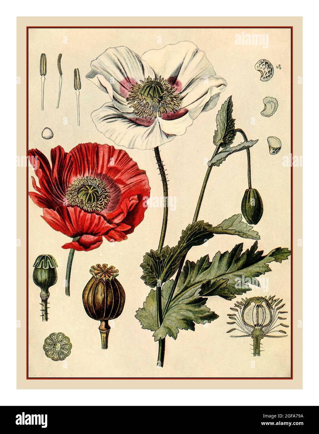 AMAPOLA Vintage 1900s Apio Amapola Papaver somniferum Litografía botánica Ilustración detallada en color Foto de stock