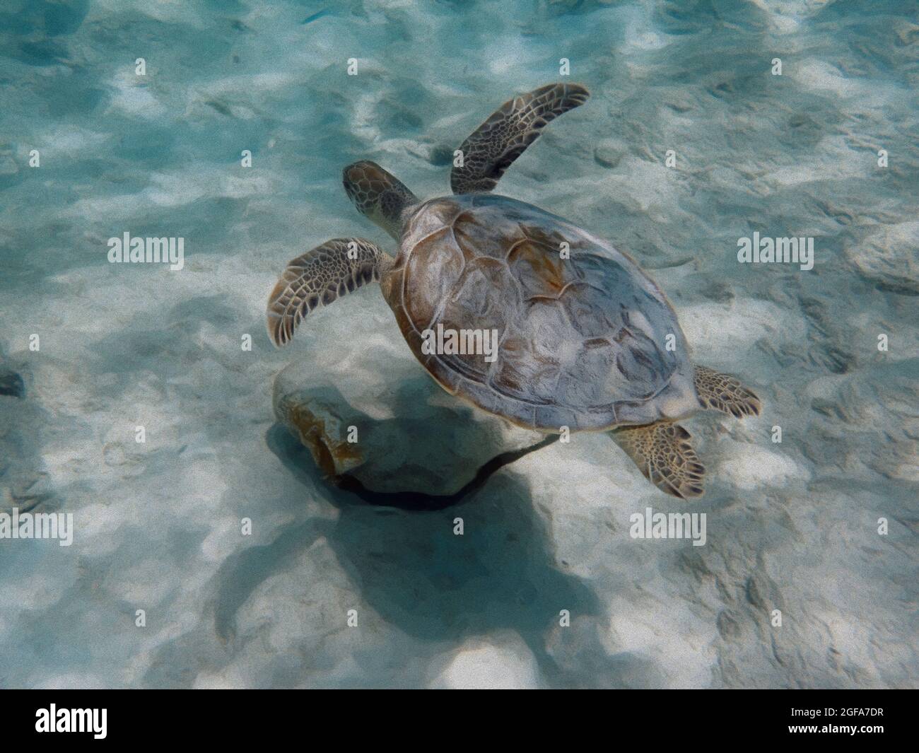 Una ilustración de una tortuga marina nadando sobre una zona arenosa del océano. Foto de stock